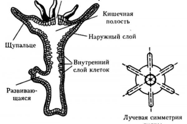 Kraken ем